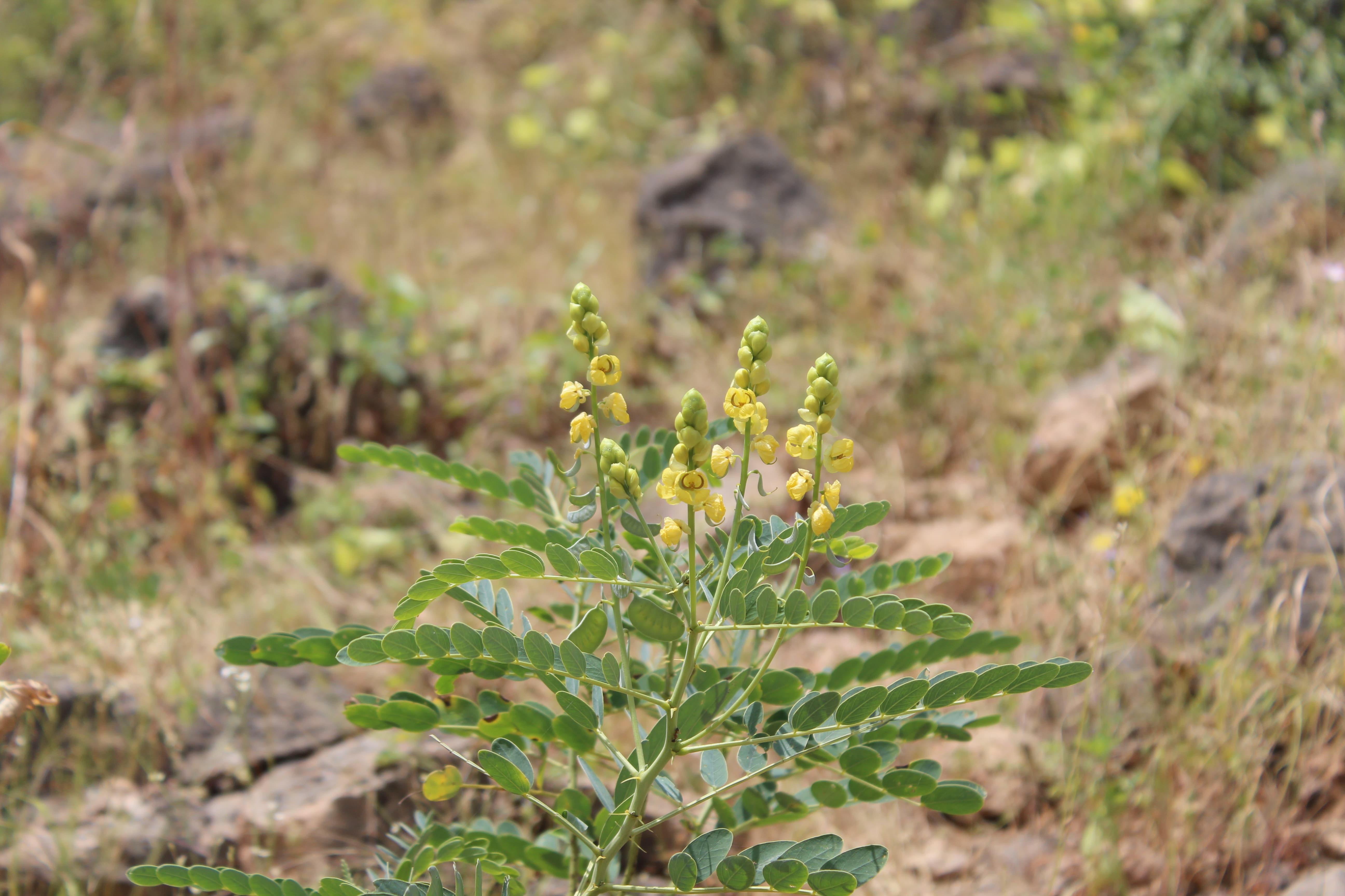 Plant Image